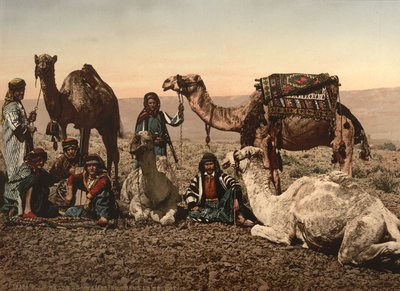 Camels Halting in the Desert, Holy Land, c.1890 (fotomekaniskt tryck) av Detroit Photographic Co.