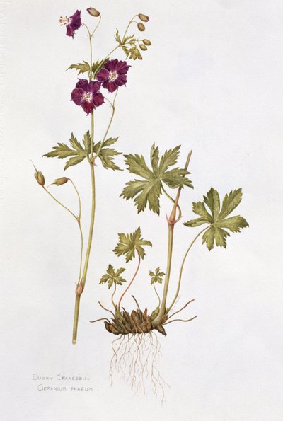 Dusky Cranesbill (wc på papper) av Diana Everett