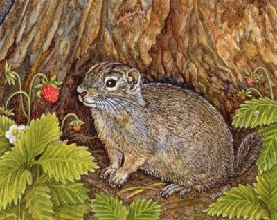 Eagle Creek, Wild Strawberry, Ground Squirrel, 1995 (akryl på panel) av Ditz