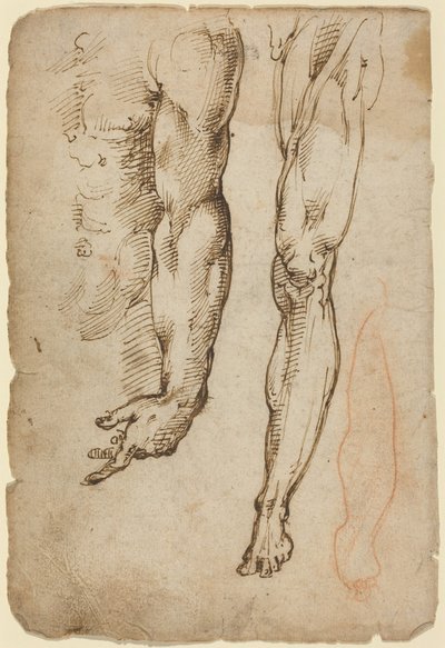 Anatomical Studies (penna och brunt bläck med rödkrita i en annan hand) av Domenico Beccafumi