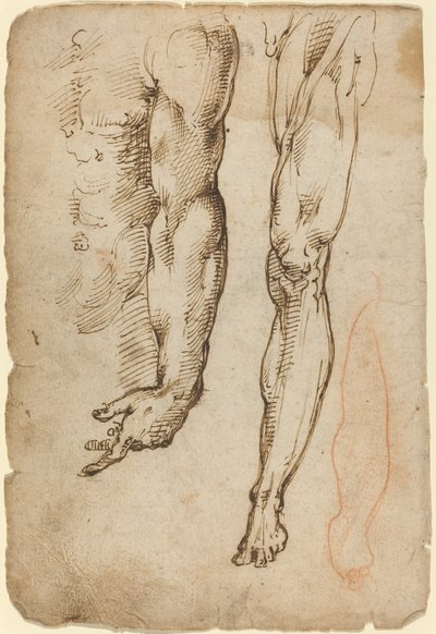 Anatomiska studier av Domenico Beccafumi