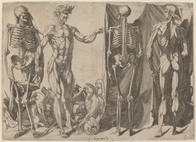 Skelette und Écorchés, ca. 1540-1545 von Domenico del Barbiere