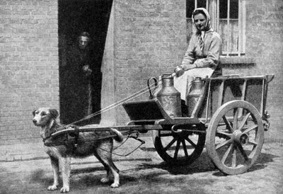 En belgisk mjölkkvinna på sin morgonrunda, Belgien, 1922. av Donald McLeish