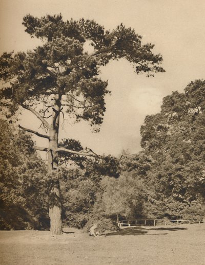 I Hadley Woods, rest av den gamla kungliga jaktskogen i Enfield Chase, c1935. av Donald McLeish