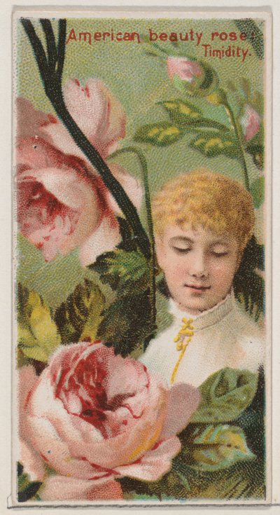 American Beauty Rose: Timidity, från serien Floral Beauties and Language of Flowers N..., 1892. av Donaldson Brothers