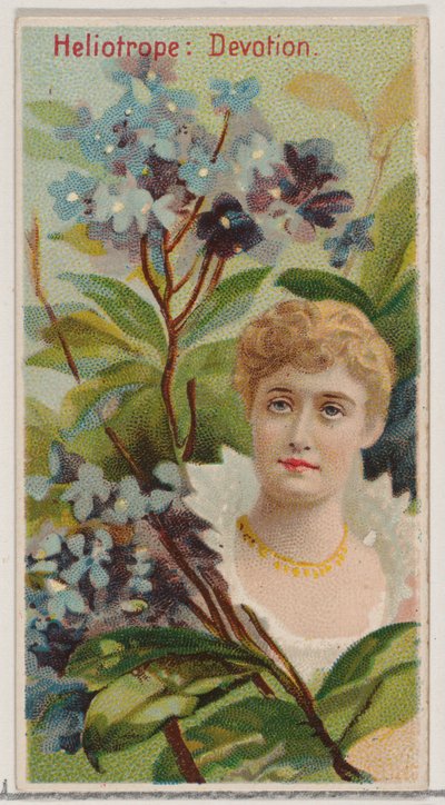 Heliotrope: Devotion, från serien Floral Beauties and Language of Flowers N75 för Du..., 1892. av Donaldson Brothers