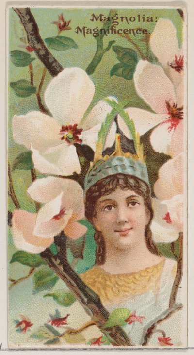 Magnolia: Magnificence, från serien Floral Beauties and Language of Flowers N75 för ..., 1892. av Donaldson Brothers
