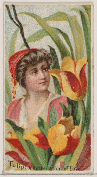 Tulip: A Declaration of Love, från serien Floral Beauties and Language of Flowers N75..., 1892. av Donaldson Brothers