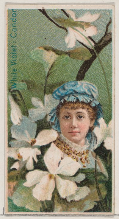 White Violet: Candor, från serien Floral Beauties and Language of Flowers N75 för Du..., 1892. av Donaldson Brothers