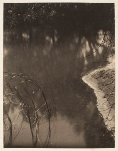 Studie av träd som speglar sig i vatten, ca 1925-34 (platinatryck) av Doris Ulmann