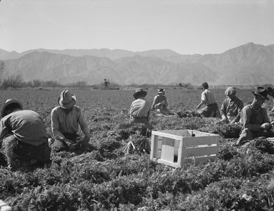 Morotsupptagare från Texas, Oklahoma, Missouri, Arkansas och Mexiko, Kalifornien av Dorothea Lange