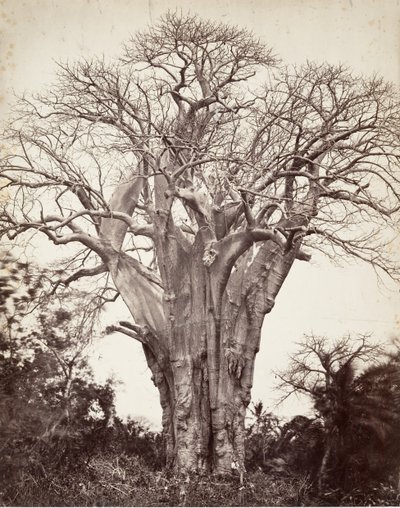 Baobab på Moheli, 1863. av Désiré Charnay