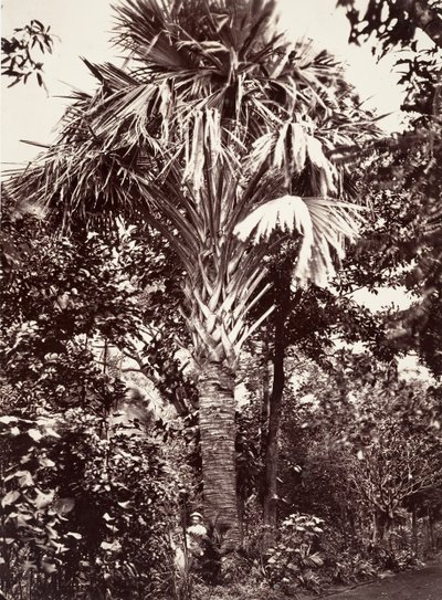 Grand Latanier, 1863. av Désiré Charnay