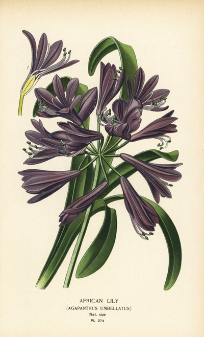 Afrikansk lilja, Agapanthus africanus (Agapanthus umbellatus). Kromolitografi från en illustration av Desire Bois från Edward Step