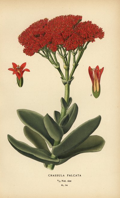 Flygplansväxt, Crassula perfoliata var. käken. av Désiré Georges Jean Marie Bois