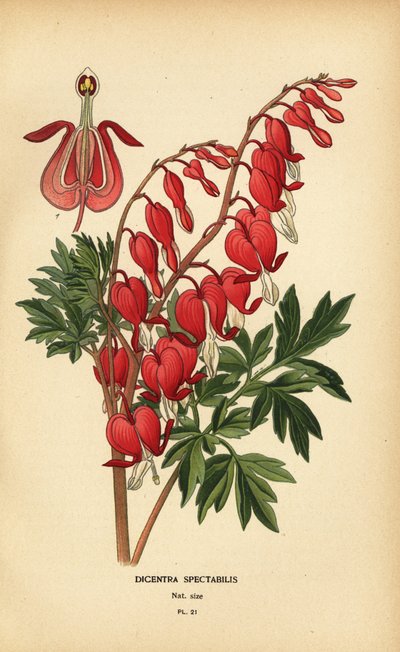 Asiatiskt blödande hjärta, Lamprocapnos spectabilis. av Désiré Georges Jean Marie Bois