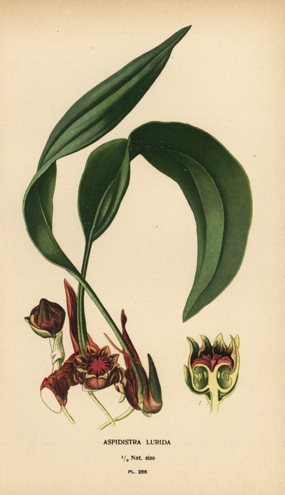 Aspidistra lurida. Kromolitografi från en illustration av Desire Bois från Edward Step