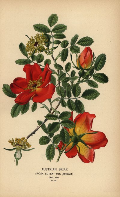 Österrikisk briarros, Rosa lutea var. punicea. av Désiré Georges Jean Marie Bois
