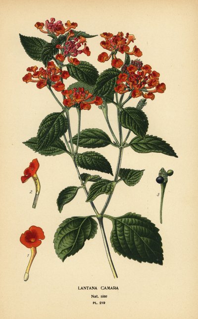 Stor salvia, ghaneri eller fästingbär, Lantana camara. Kromolitografi från en illustration av Desire Bois från Edward Step