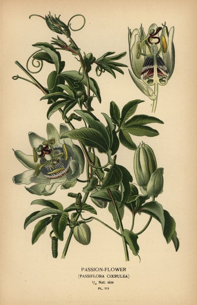 Blå passionsblomma, Passiflora caerulea. av Désiré Georges Jean Marie Bois