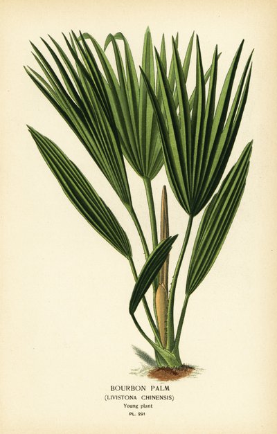 Bourbonpalm eller kinesisk solfjäderpalm, Livistona chinensis. Kromolitografi från en illustration av Desire Bois från Edward Step