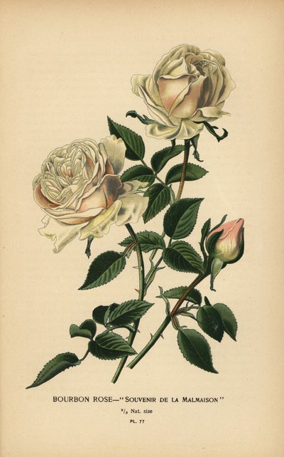 Bourbonros, Souvenir från Malmaison. av Désiré Georges Jean Marie Bois