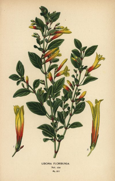 Brasiliansk fuchsia, Justicia floribunda (Libonia floribunda). Kromolitografi från en illustration av Desire Bois från Edward Step