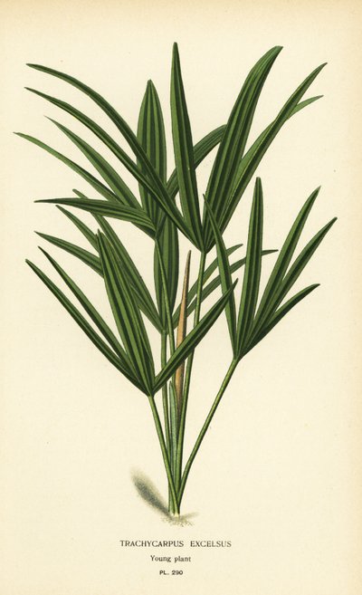 Bredbladig dampalm eller bambupalm, Rhapis excelsa (Trachycarpus excelsus). Kromolitografi från en illustration av Desire Bois från Edward Step