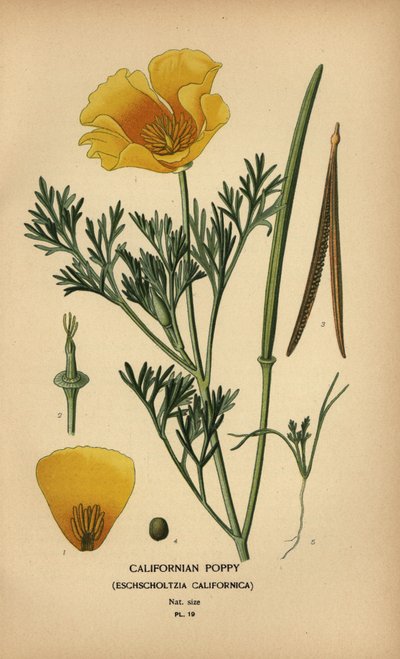 Kalifornisk vallmo, Eschscholzia californica av Désiré Georges Jean Marie Bois
