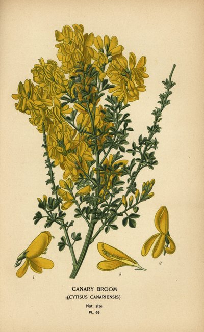 Kanarie kvast, Genista canariensis. av Désiré Georges Jean Marie Bois