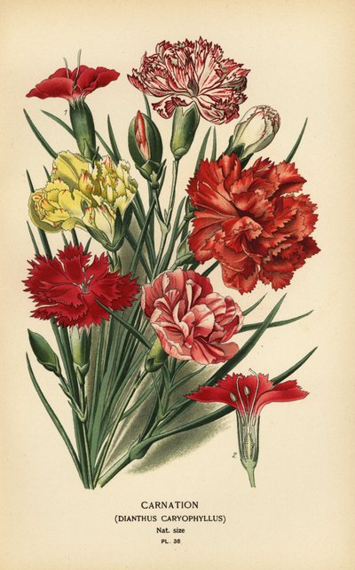 Nejlika, Dianthus caryophyllus. av Désiré Georges Jean Marie Bois
