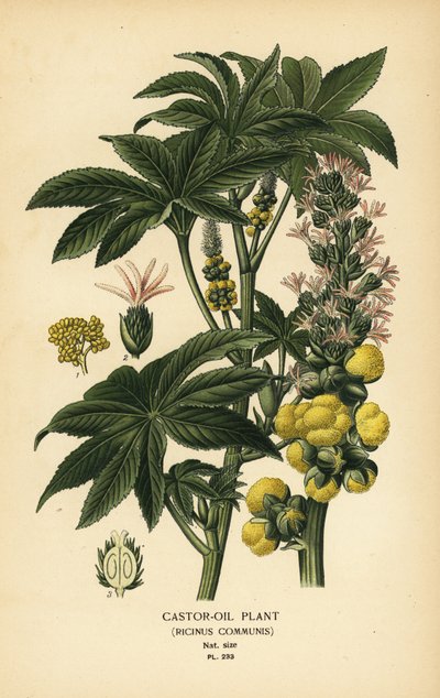 Ricinoljeväxt, Ricinus communis. Kromolitografi från en illustration av Desire Bois från Edward Step