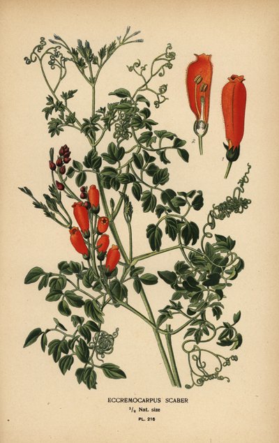 Chilensk glansblomma, Eccremocarpus scaber. av Désiré Georges Jean Marie Bois