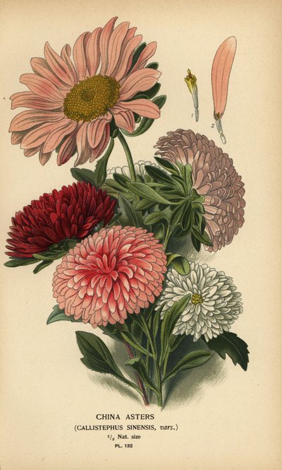 Kina aster sorter, Callistephus x sinensis. av Désiré Georges Jean Marie Bois