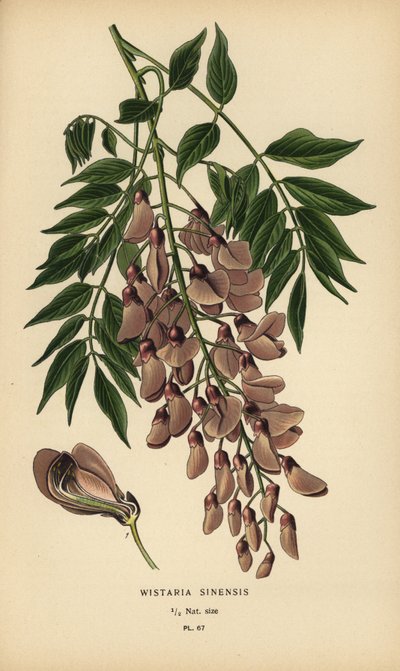 Kinesisk blåregn, Wisteria sinensis. av Désiré Georges Jean Marie Bois