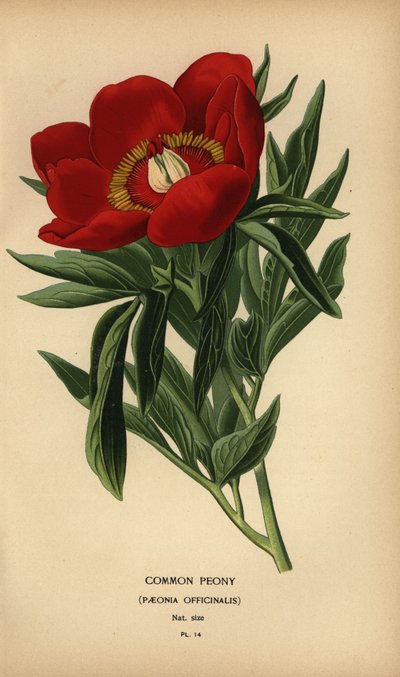 Vanlig pion, Paeonia officinalis. av Désiré Georges Jean Marie Bois