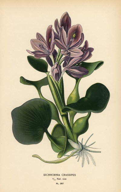 Vanlig vattenhyacint, Eichhornia crassipes. Kromolitografi från en illustration av Desire Bois från Edward Step