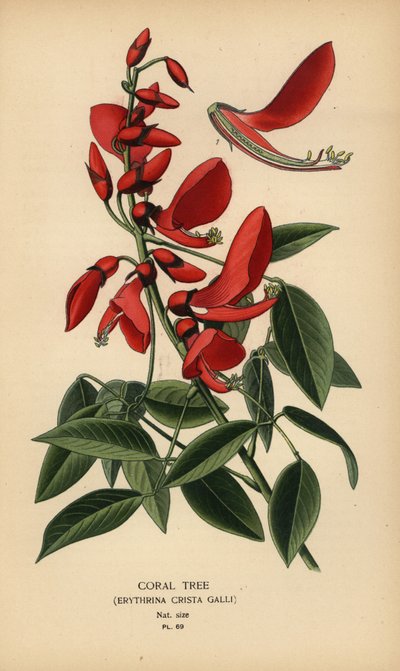 Korallträd, Erythrina crista-galli. av Désiré Georges Jean Marie Bois