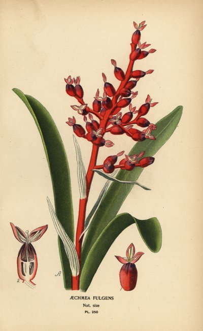 Korallbär, Aechmea fulgens. Kromolitografi från en illustration av Desire Bois från Edward Step