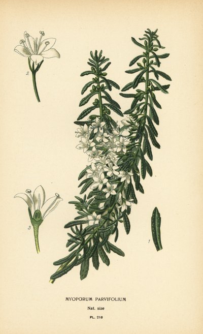 Krypande boobialla, Myoporum parvifolium. Kromolitografi från en illustration av Desire Bois från Edward Step