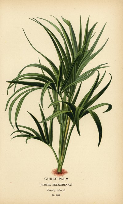 Lockig palm, Howea belmoreana. Sårbar. Kromolitografi från en illustration av Desire Bois från Edward Step