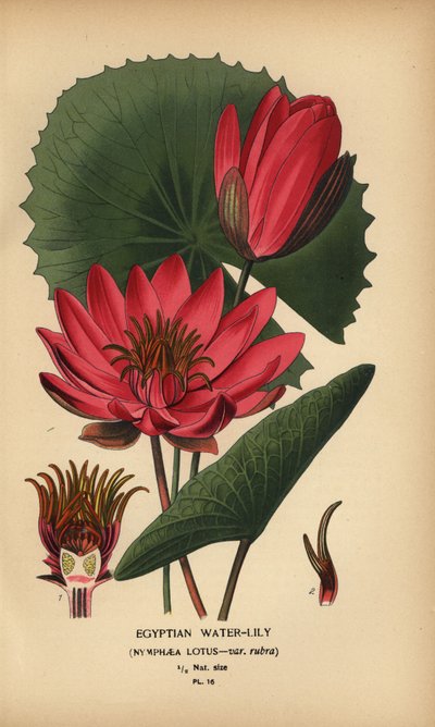 Egyptisk näckros, Nymphaea lotus. av Désiré Georges Jean Marie Bois