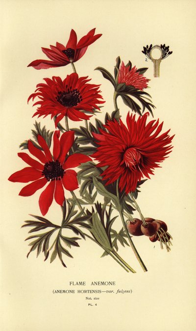 Flamsippor, Anemone hortensis. av Désiré Georges Jean Marie Bois