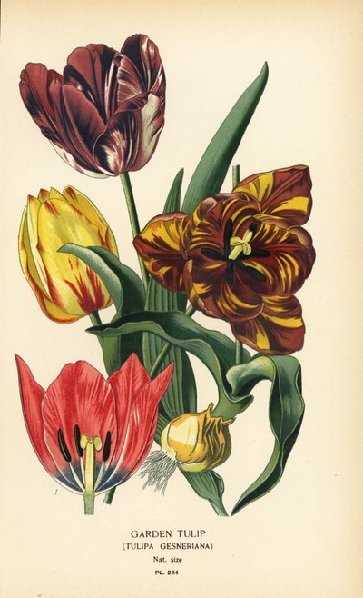 Trädgårdstulpan, Tulipa gesneriana. Kromolitografi från en illustration av Desire Bois från Edward Step