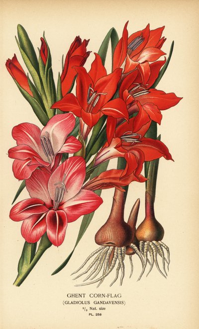Gent majsflagga, Gladiolus x gandavensis. Kromolitografi från en illustration av Desire Bois från Edward Step