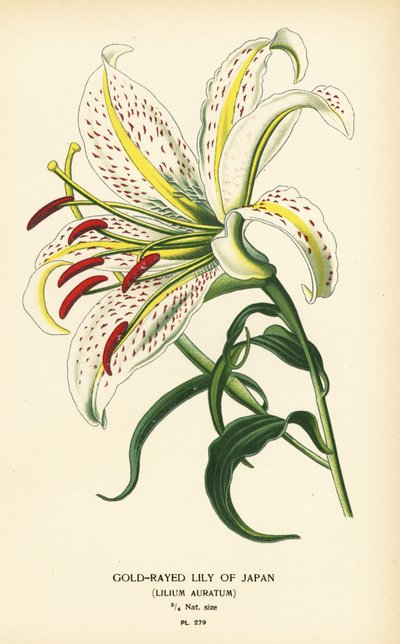 Guldstrålad lilja från Japan eller yamayuri, Lilium auratum. Kromolitografi från en illustration av Desire Bois från Edward Step
