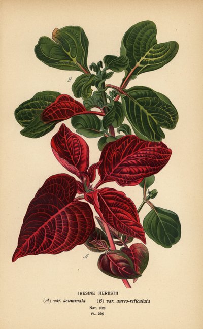 Herbsts blodbladssorter, Iresine herbstii a) var. acuminata, b) var. aureo-reticulata. Kromolitografi från en illustration av Desire Bois från Edward Step