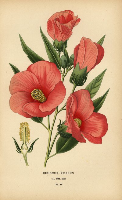 Hibiscus roseus. av Désiré Georges Jean Marie Bois