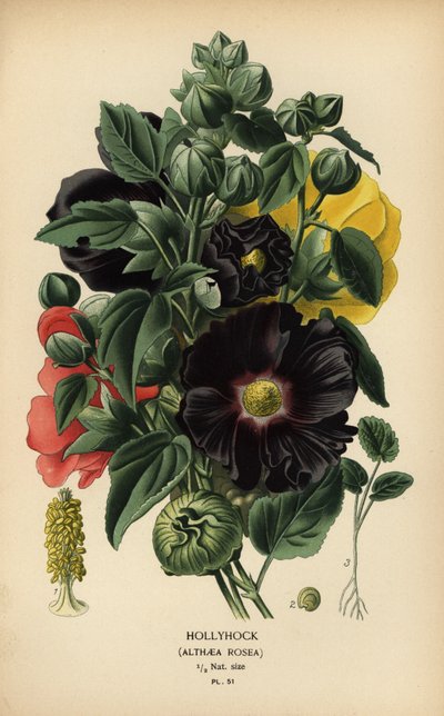 Stokrosa, Alcea rosea. av Désiré Georges Jean Marie Bois