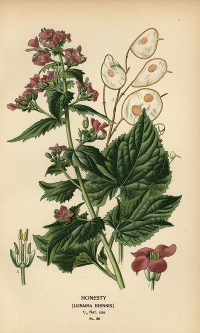 Ärlighet, Lunaria annua. av Désiré Georges Jean Marie Bois